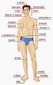 Although you can dare to wear bikini, you. Human Body Parts Pictures With Names Body Parts Vocabulary Leg Head Face