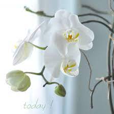 Save That Orchid Orchid Care Orchids Orchid Plants