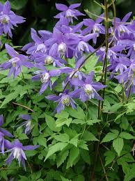 Image result for Clematis uhehensis