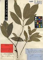 Image result for Pleiocarpa