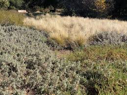 Image result for Aristida leucophaea