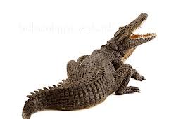 We did not find results for: Angka Mimpi Cendrawasih Versi Erek Erek 2d 3d 4d Buku Mimpi