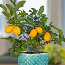 Image result for Citrus × limon