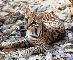 5 out of 5 stars (2,462) 2,462. Tropical Rainforest Animal Life Ask A Biologist