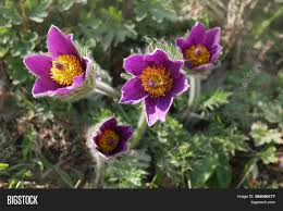 Maybe you would like to learn more about one of these? Violet Flowers Plant Image Photo Free Trial Bigstock