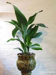 Image result for Aspidistra