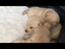 Goldens wizard kennel sends puppies home with akc. Golden Retriever Puppies Denver Colorado Retriever Puppy Puppies Golden Retriever
