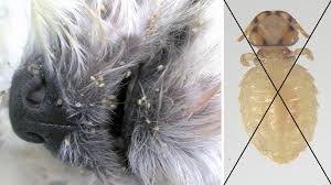 Image result for what do Mallophaga look like in dog fur