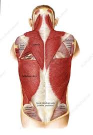 The muscular system is made up of specialized cells called muscle fibers. Labeled Back Muscles Keyword Search Science Photo Library