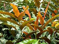 Image result for Etlingera