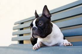 Najbolja boston university terriers vs army black knights prognoza. Boston Terrier Dog Breed Information Faq And Fun Facts 2021 Edition