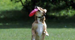 Pet cremation services of tidewater is family owned and operated, with over 30 years of sensitive, honest, caring and ethical pet cremation services. Sunset Pet Services Inc Cremation Services Alexandria Va