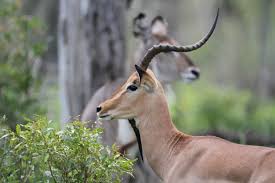 Img 3573 African Animals African Animals With Horns African Wildlife