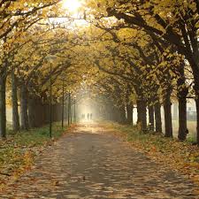 Lees verder op feeds.nos.nl >> Pin On Autumn