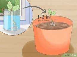 Check spelling or type a new query. How To Grow Basil Cuttings Quick And Budget Friendly Steps To Start Your Herb Garden