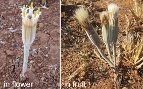 Image result for Emilia transvaalensis