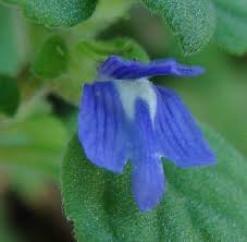 Image result for Stemodiopsis buchananii