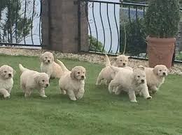 Check spelling or type a new query. Goldendoodle Puppies For Sale Austin Tx 146568