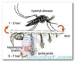 Maybe you would like to learn more about one of these? Nyamuk Aedes Aegypti Mengenal Ciri Siklus Hidup Dan Bionomik Kebiasaan Aedes Aegypti