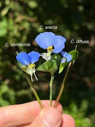 Image result for Commelina schweinfurthii