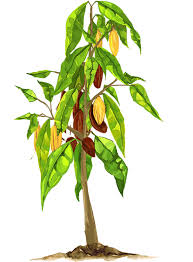 Check spelling or type a new query. Grow Your Own Tree Lindt Sprungli