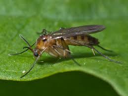 Image result for Gnidia chapmanii