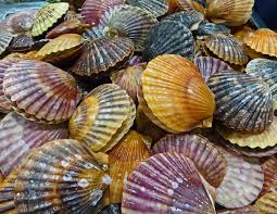 What S The Difference Between Oysters Clams Mussels And Scallops Clams Oysters Scallops