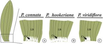 Image result for Tricalysia semidecidua