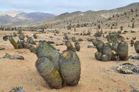 Es uno de los cactus más singulares, ya que nacen bajo tierra y al crecer solo la mitad sale de esta. Cactus Nativos Del Desierto De Atacama Amenazados Por Su Comercializacion En Redes Sociales Ladera Sur