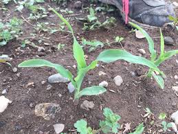 Your corn seed selection may be influenced by the amount of sweetness you want in the kernels obtain a soil test to determine what nutrients your garden lacks. Sprouting And Transplanting Corn Seed Steemit