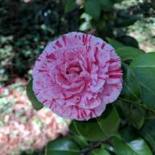 Camellia Japonica Ellen Daniel Camellia Flowers Japonica