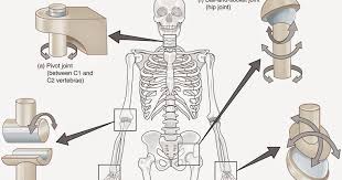 6 Types Of Synovial Joints Plane Gliding Saddle Hinge Pivot Ball And Socket Ellipsoid Synovial Joint Joint Biology