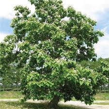 Flower buds are small, rounded and pale brown. Northern Catalpa Tree On The Tree Guide At Arborday Org
