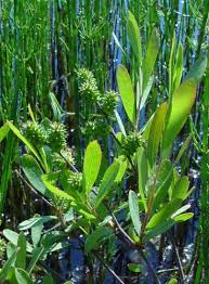 Image result for Myricaceae