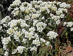 Image result for Gnaphalium