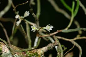 Image result for Solenangis conica