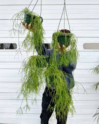 Image result for Rhipsalis baccifera