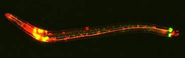 Here, we discuss these useful new tools to enable mapping of brain circuits at multiple . Tiny Glowing Worm To Unlock Brain S Secrets