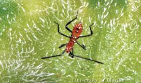 Most species of assassin bugs are gray to black or brownish in color, though some are brightly colored. Comparison Between Leaf Footed Bug And Milkweed Assassin Bug Nymphs Beauregardparishcountrylife