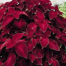 Image result for Coleus welwitschii