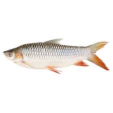 Maybe you would like to learn more about one of these? Infomina 7 Jenis Ikan Lokal Yang Berpotensi Untuk Di Budidaya