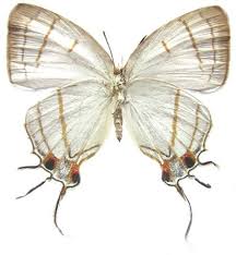 Image result for Globimetula anguliflora