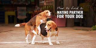 We did not find results for: How To Find A Mate For Your Dog Breeding Business Facebook