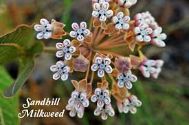 Find Milkweed Plants And Milkweed Seeds For Monarchs 25 Milkweed Seeds Milkweed Plant Asclepias