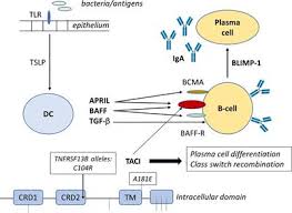 frontiers innate mechanisms in selective iga deficiency immunology