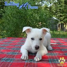 (memphis) hide this posting restore restore this posting. Husky Puppies For Sale Memphis Tn English As A Second Language At Rice University