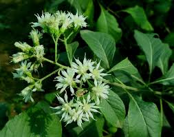 Image result for Vernonia galamensis