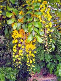 Image result for Cassia burttii