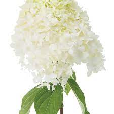 Maybe you would like to learn more about one of these? Limelight Panicle Hydrangea Hydrangea Paniculata Proven Winners