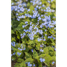 The leaves are often erroneously described as fuzzy, which, i guess, is a creative way of making the scratchy surface sound cuddly. Brunnera Macrophylla Pflanzen Fur Dich De 4 80